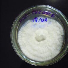micologico2
