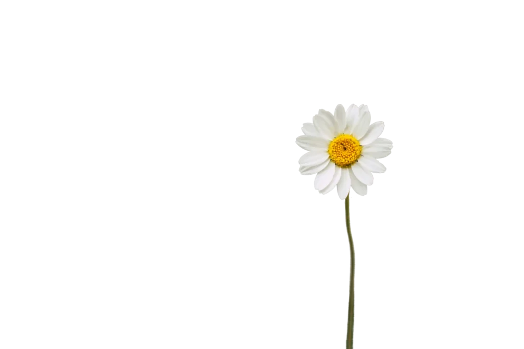 Flor - Nuestro Equipo